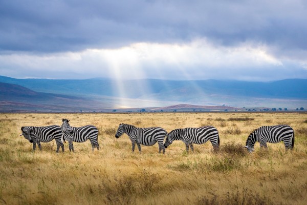 Zebras in der Steppe: Wunderschön!; © pexels/Hendrik Cornelis