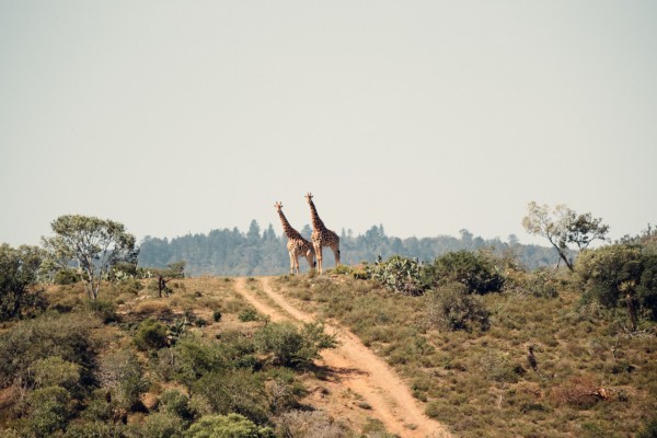 Giraffen beobachten. Oder von Giraffen beobachtet werden?; © pexels/Sam Kolder