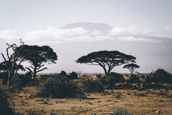 Die Natur Afrikas ist etwas ganz besonders; © pexels/Oleg Magni