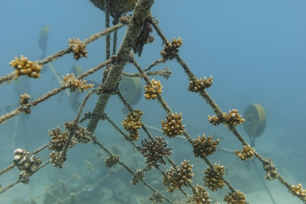 Korallenaufforstung auf den Seychellen