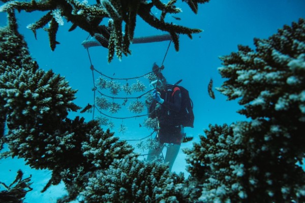 Korallenaufforstung auf den Seychellen